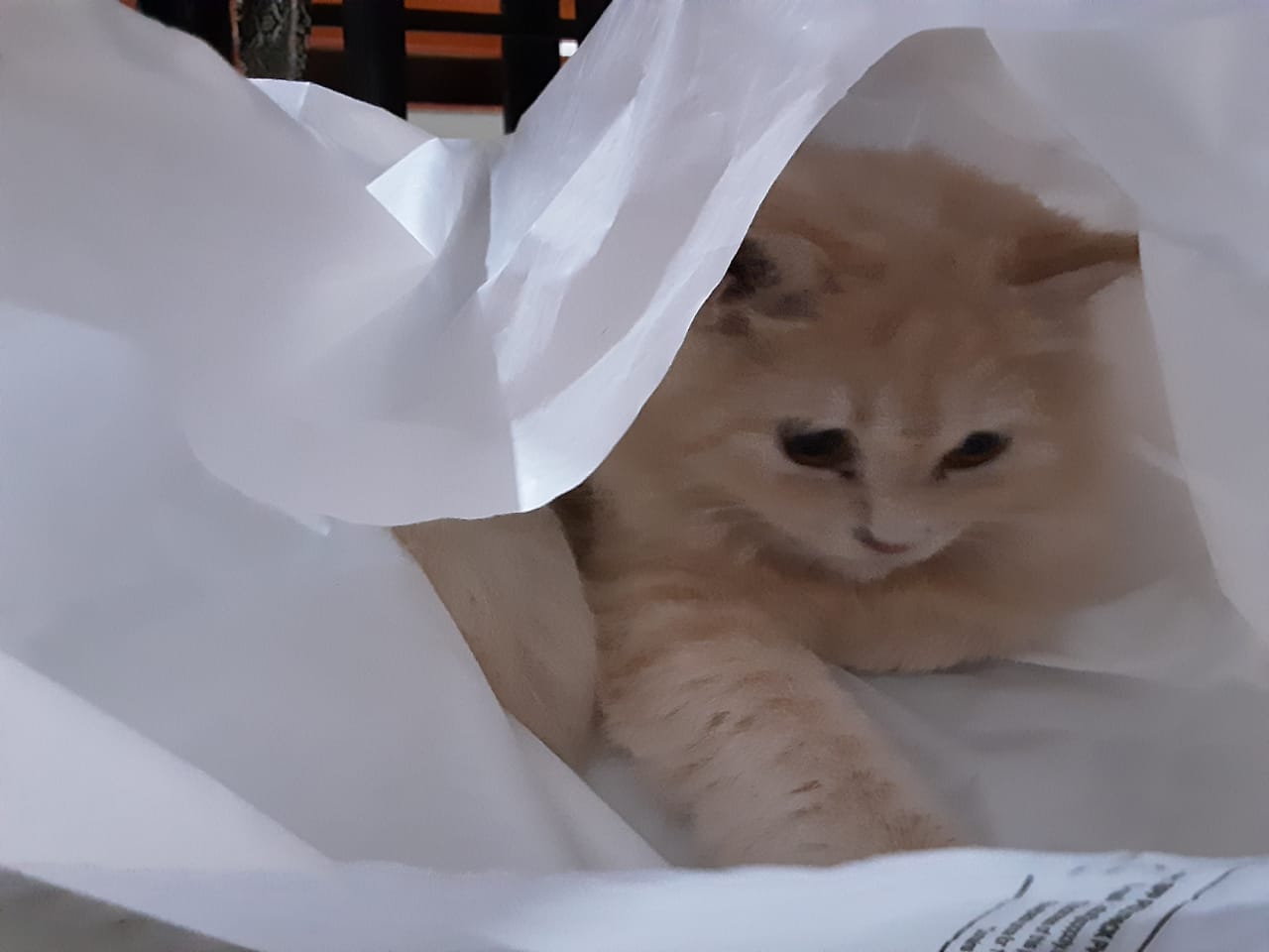 Pet image – gallery view